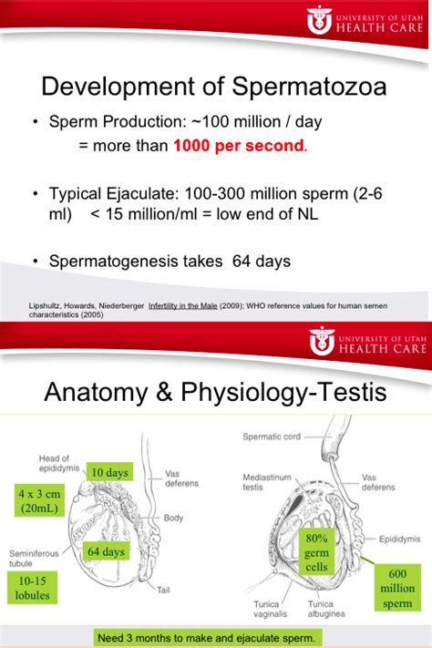Sperm 101: How to Interpret the Semen Analysis.